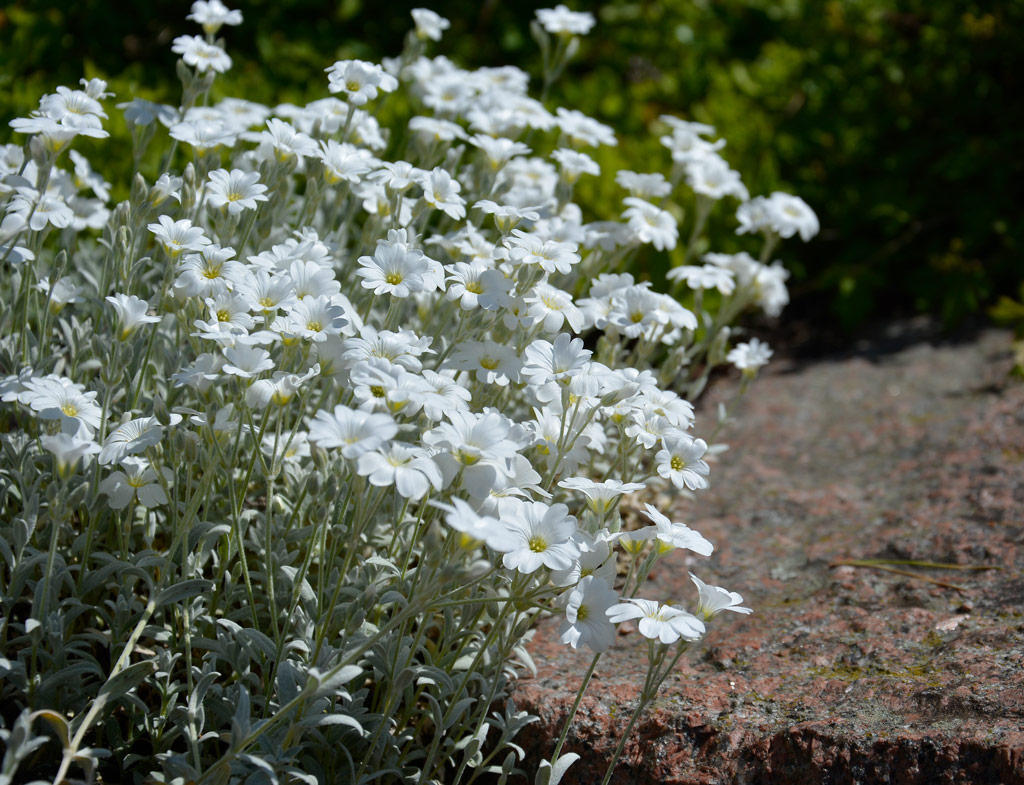 Hopeahärkki puhkeaa kesäkuussa valkoisiin kukkiin. Se erottuu myös hopeisine lehtineen.
