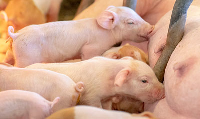 Progres förbättrar också grisarnas tillväxt och avväjningsvikt.