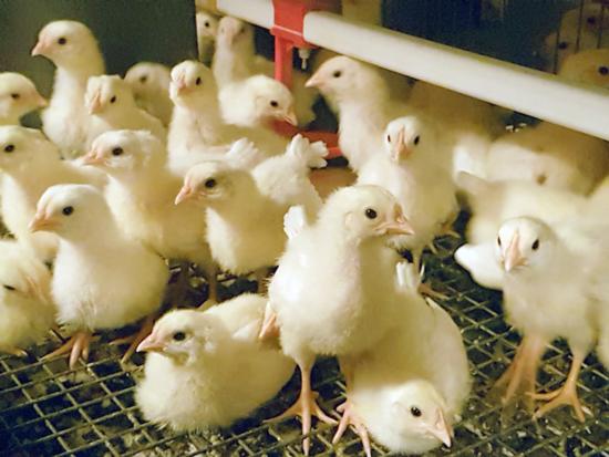 Vuodesta 2002 alkaen LSK Poultry Oy on keskittänyt LSL-untuvikkohaudonnan Humppilaan