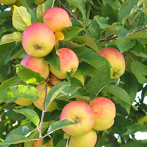 Hankkija omenapuu