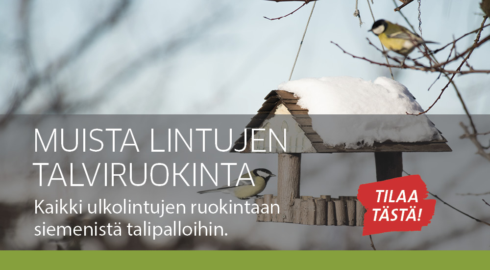 Lintujen ruokinta