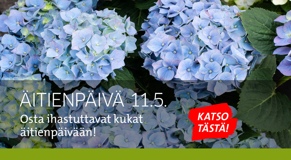 Äitienpäiväkukat
