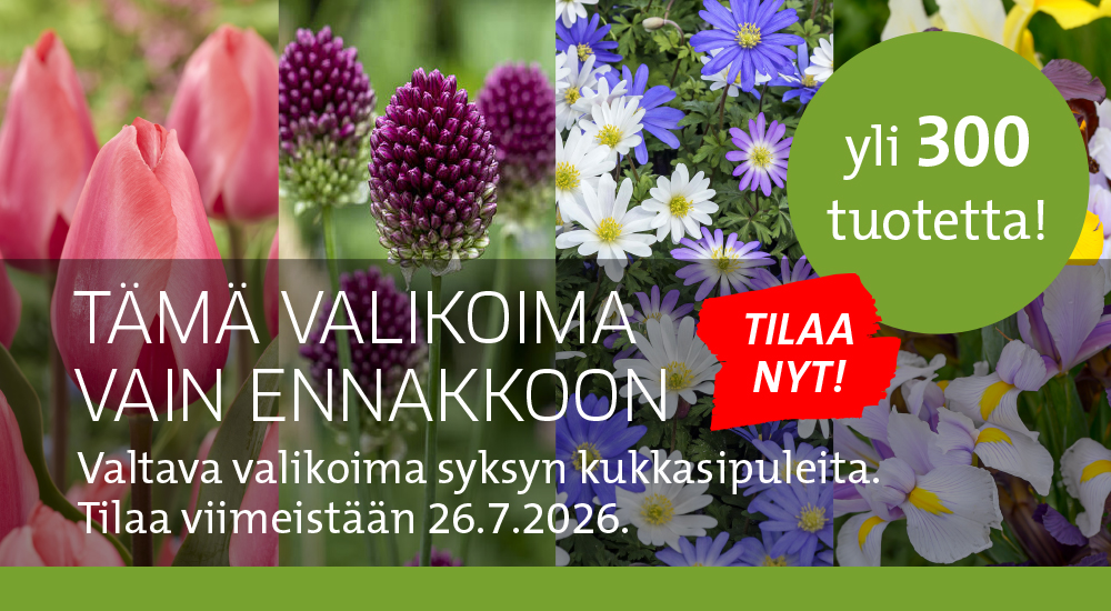 Kukkasipulien ennakkomyynti