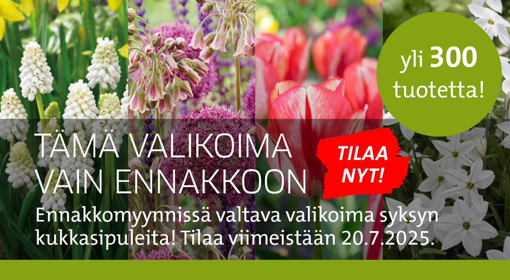 Ennakkomyynti - Kukkasipulit