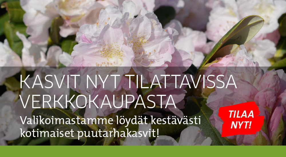 Kasvit verkkokaupasta