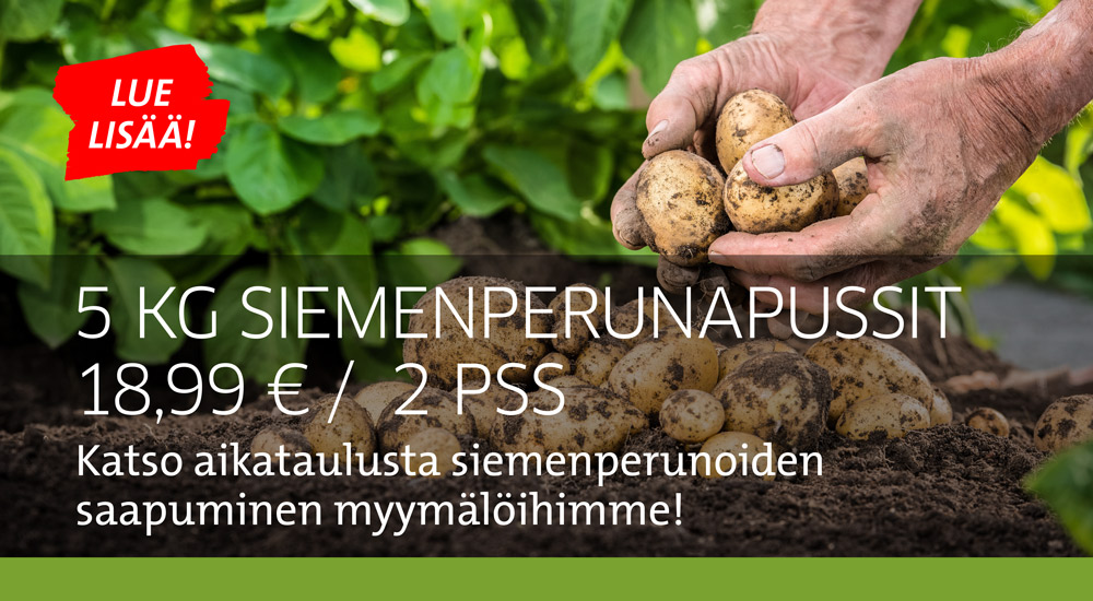 Siemenperunat puutarha