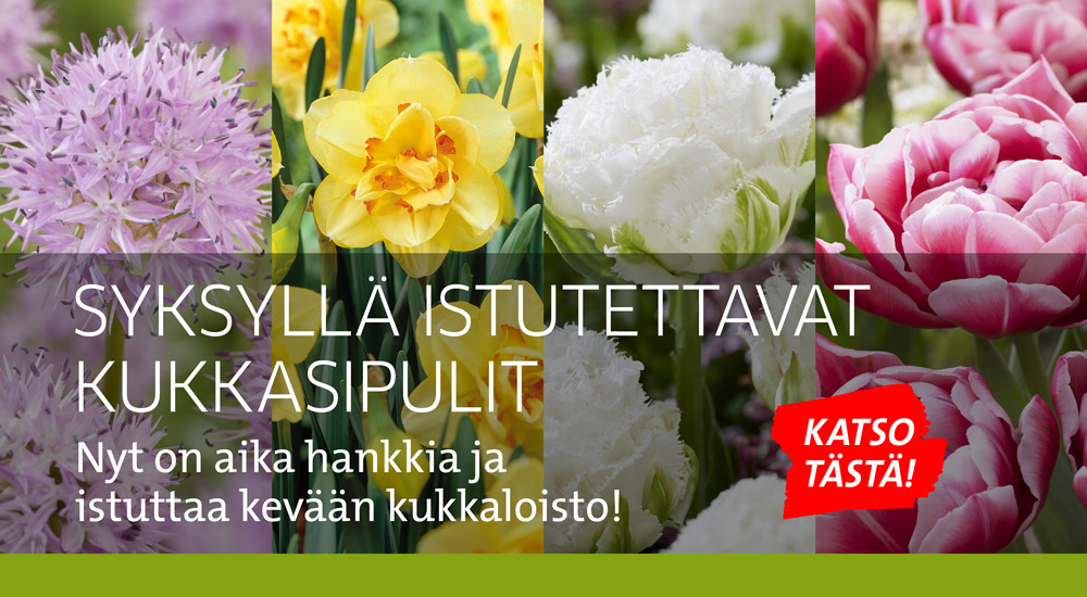 Syksyn kukkasipulit