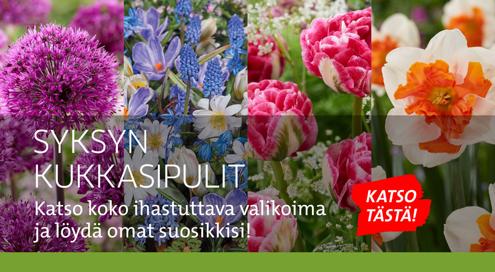 Syksyllä istutettavat kukkasipulit