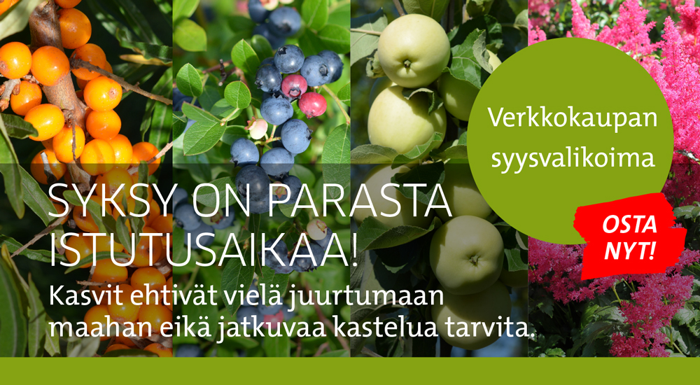 Elokuun tarjouskasvit