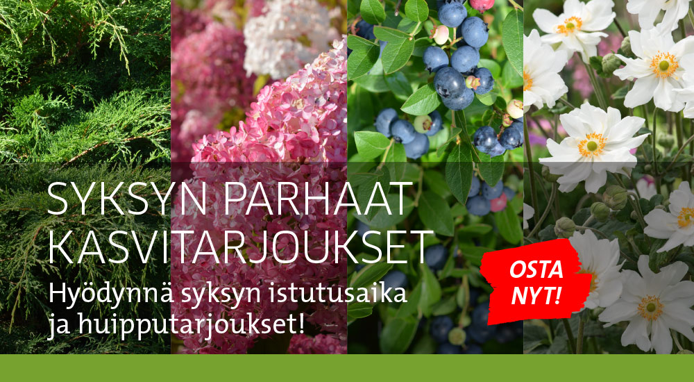 Syksyn kasvitarjoukset