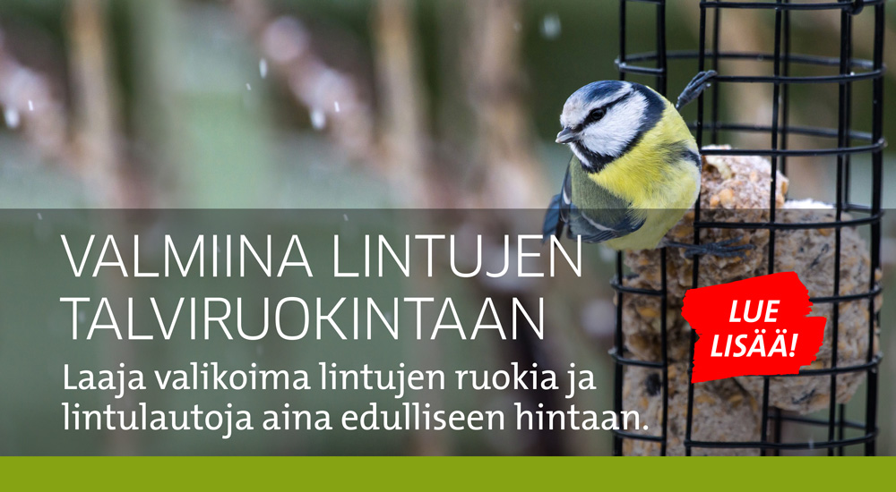 Lintujen talviruokinta