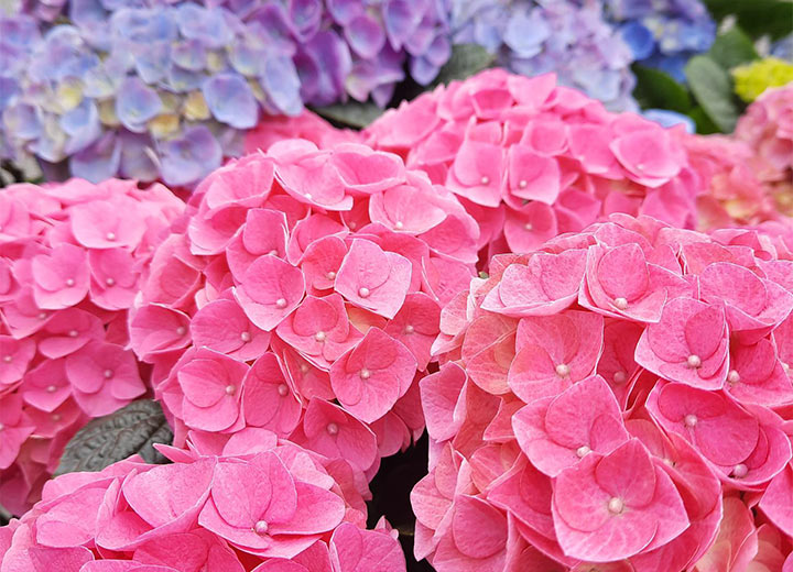 Hankkija Jyväskylä puutarha ja hortensia