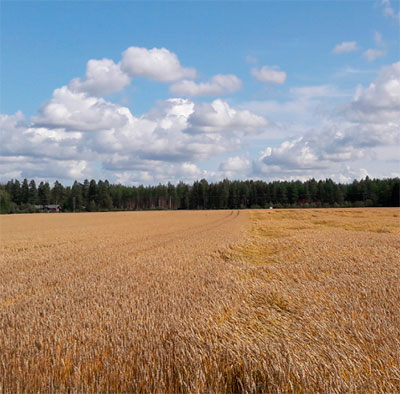 Viljapelto kesäinen maisema. Viljassa näkyy eroa. Lennox vasemalla – Thorus oikealla.