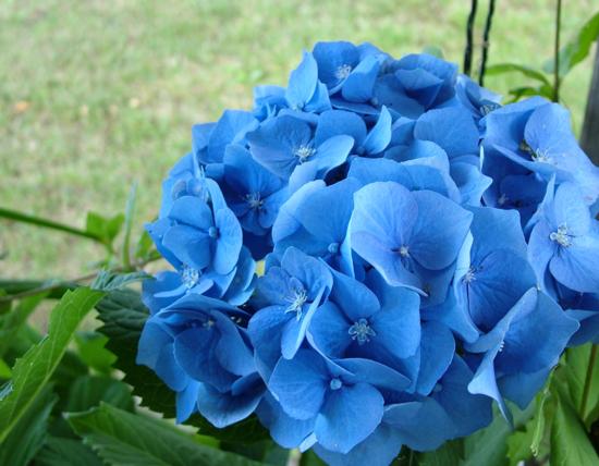 Jalohortensia ’Endless Summer’ värittyy happamassa kasvualustassa sinisiin kukkiin.