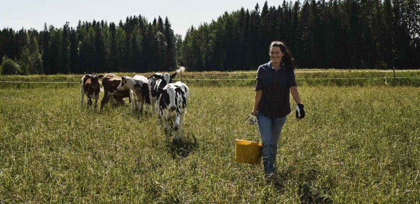 Nainen kävelee laitumella nuolusanko kädessään. Vasikat seuraavat.