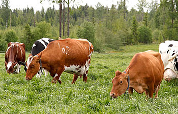 Lehmät laitumella