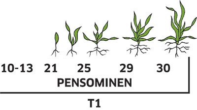 ohran kasvunvaiheet, pensominen