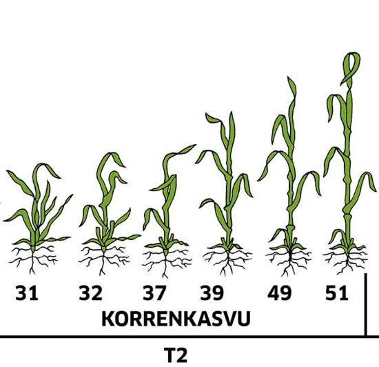 Vehnän kasvuvaiheet, korrenkasvu