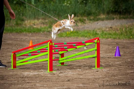 Valkoruskea kani hyppää estettä.