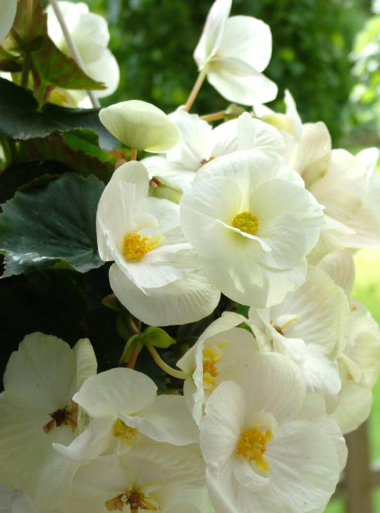 Ruusubegonia