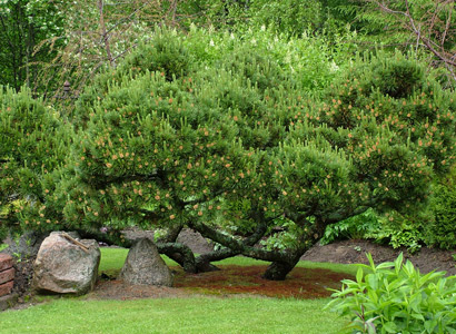 Vuorimänty bonsai