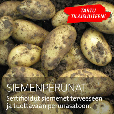 Siemenperunat ammattiviljelyyn