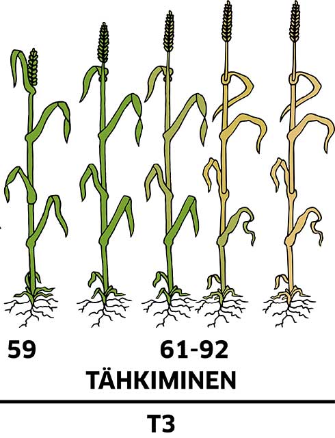 Vehnän kasvuvaiheet, tähkiminen