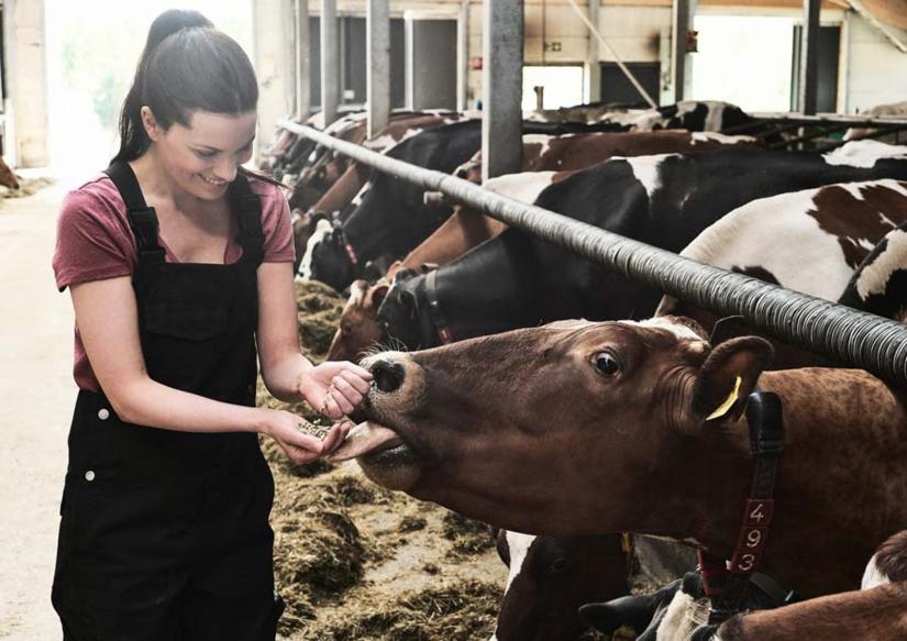 en kvinna matar en ko