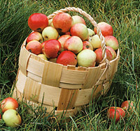 Syngenta Crop Protectionin Topas® 100 EC - Useiden marjojen, omenan ja koristekasvien tautien torjuntaan