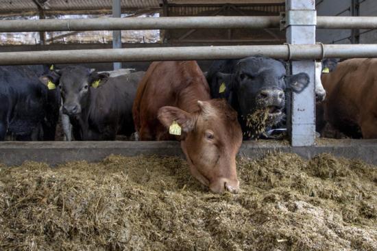 Tjurna äter helsädesensilage