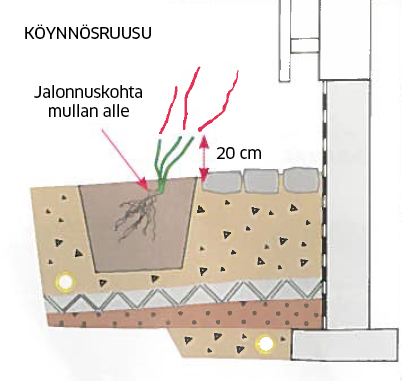 Köynnösten kasvualusta on perustettava riittävän kauas seinästä, jotta rakenteet eivät kärsi kosteudesta.