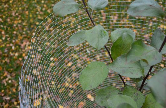 Tiheäsilmäinen verkko torjuu jänisten lisäksi myös peltomyyrät. Niitä on runsaammin aina määrävuosin.