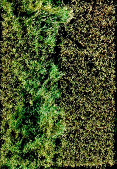 Attribut Twin -käsitelty kasvusto vasemmalla ja käsittelemätön ruutu oikealla.