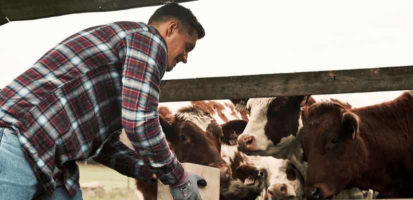 kvigor i utomhushägnaden vid slickstången