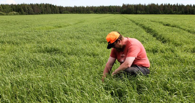 Laatua ja tonneja nurmesta -kiertue