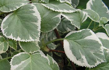 Köynnöshortensia, vihreät lehdet joiden reunoissa on valkoista