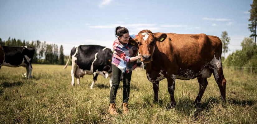 Nainen laitumella lehmien kanssa, silittää lehmää kaulasta