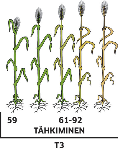 ohran kasvunvaiheet, tähkiminen