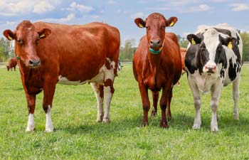 nötkreatur på en gräsbetesmark