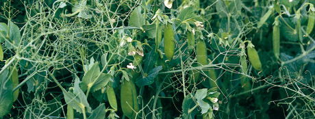 Basf Basagran® SG - Rikkakasvitorjunta viljelyksiesi suojaksi