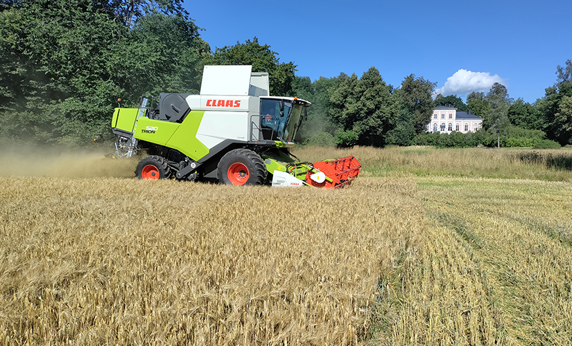 CLAAS-puimuri pellolla puimassa.