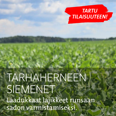 Tarhaherneen siemenet