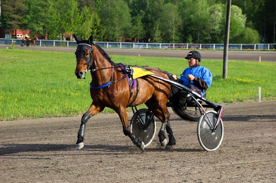 Ravihevonen. Kuvaaja: Minna Rajakallio