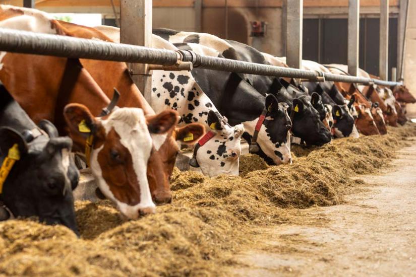 ensilage på nöternas foderbord