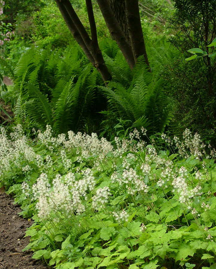 Rönsytiarella