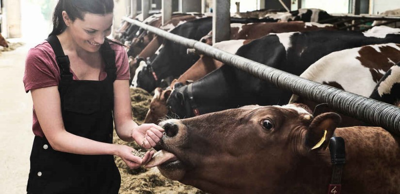 Nainen syöttää käsin lehmälle rehua