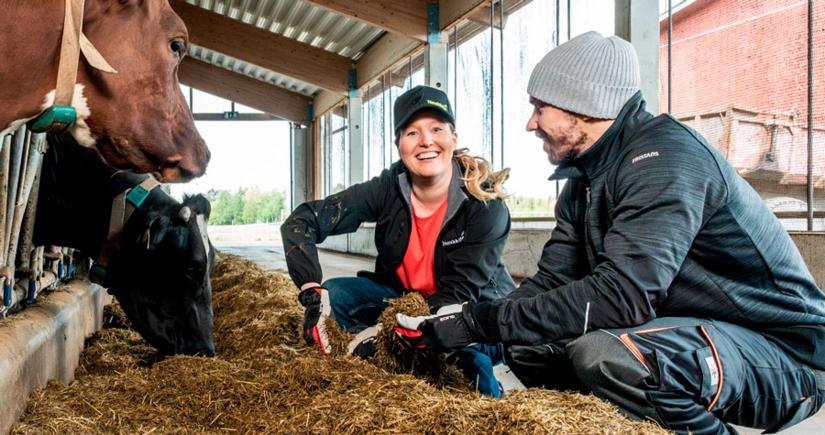 Ruokinta-asiantuntija ja nautatilallinen nautojen ruokintapöydällä
