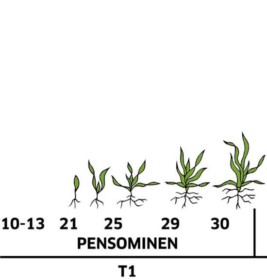 Vehnän kasvuvaiheet, pensominen
