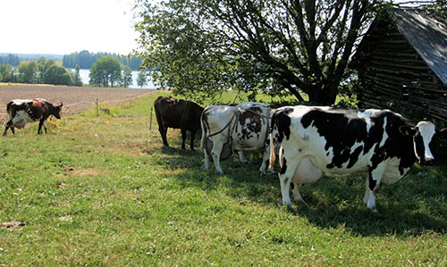 Maito-Krossi II smakar också för holstein-kon IIta på bilden, vars årsavkastning är svindlande 16 000 kilo.