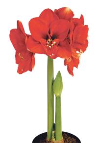 Kaksivanainen amaryllis, jossa toisessa vanassa on kukka ja toisessa nuppu.